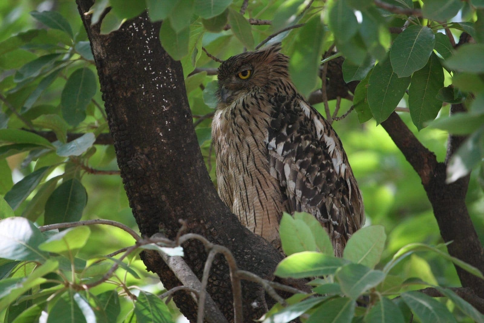 Owl perched in a leafy tree, Bandhavgarh National Park