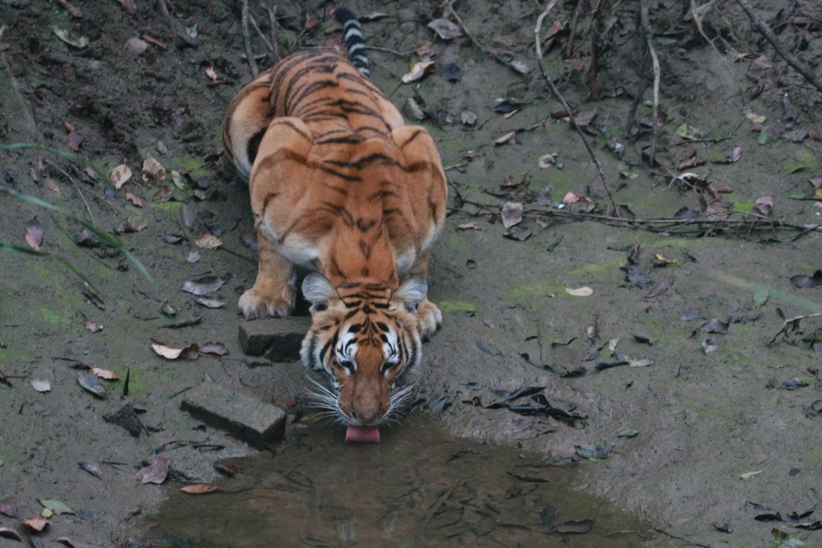 Tiger drinking from a pool, Dudhwa National Park