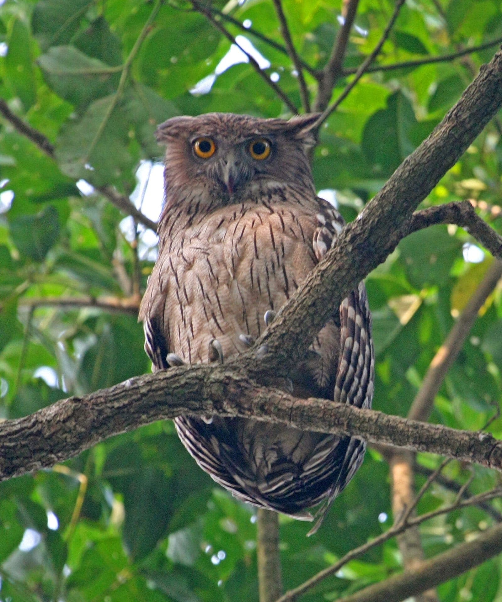 Owl perched on a branch, Jim Corbett National Park