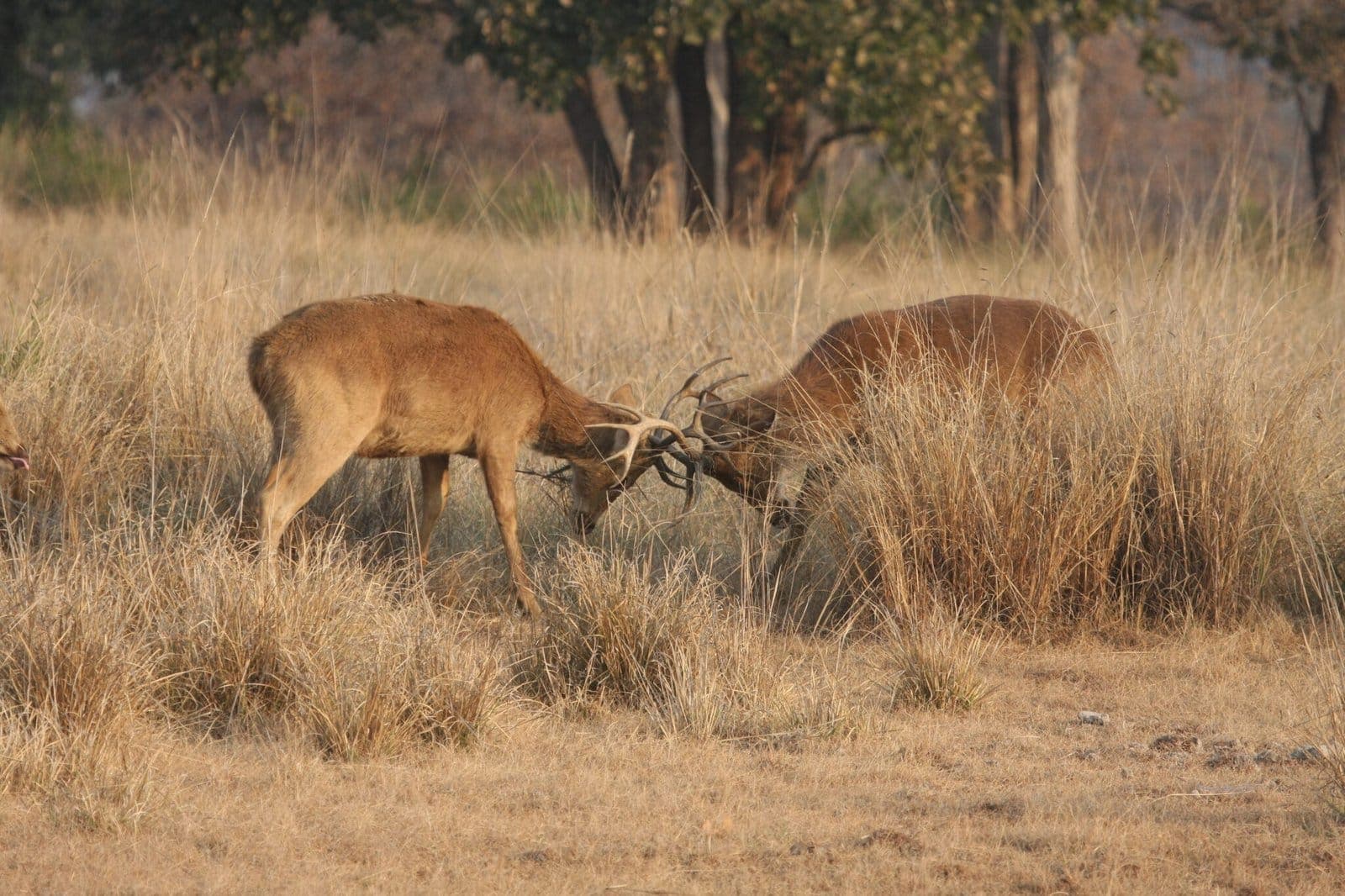 Two deer sparring in a golden meadow, Kanha National Park
