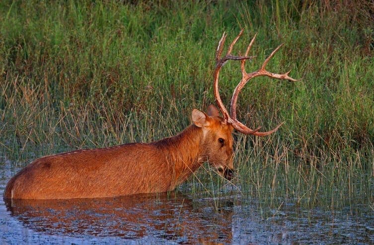 Hard-ground barasingha stag in a marsh, Kanha National Park