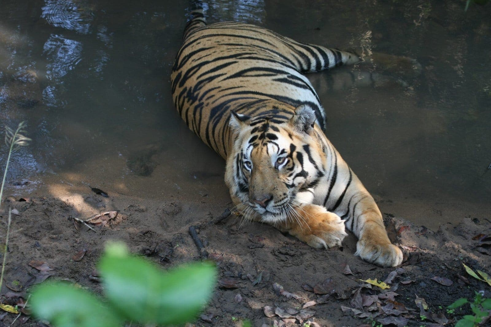 Tiger resting at a forest pool, Kanha National Park