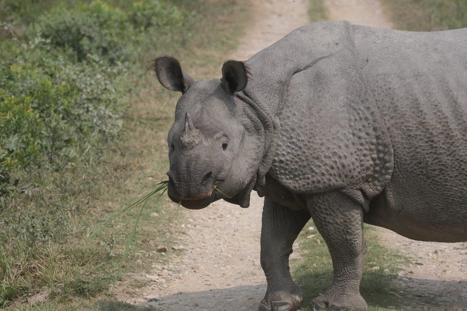 One-horned rhinoceros on a forest track, Kaziranga National Park