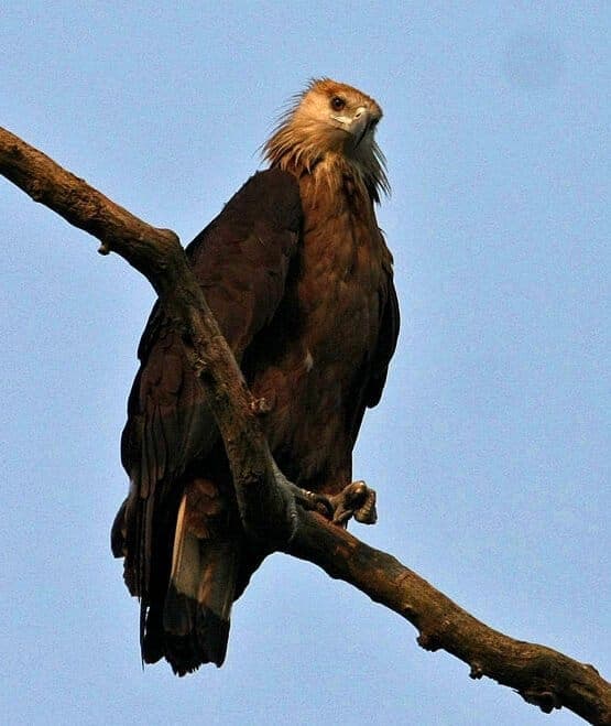 Raptor perched on a branch, Kaziranga National Park
