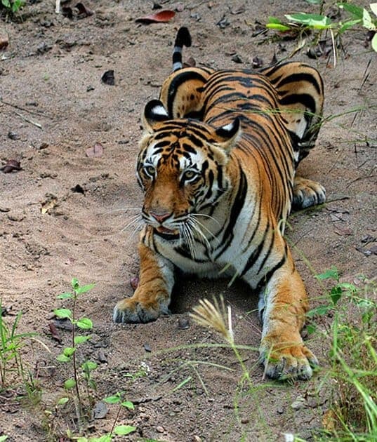 Crouching tigress on a forest track in Pench National Park