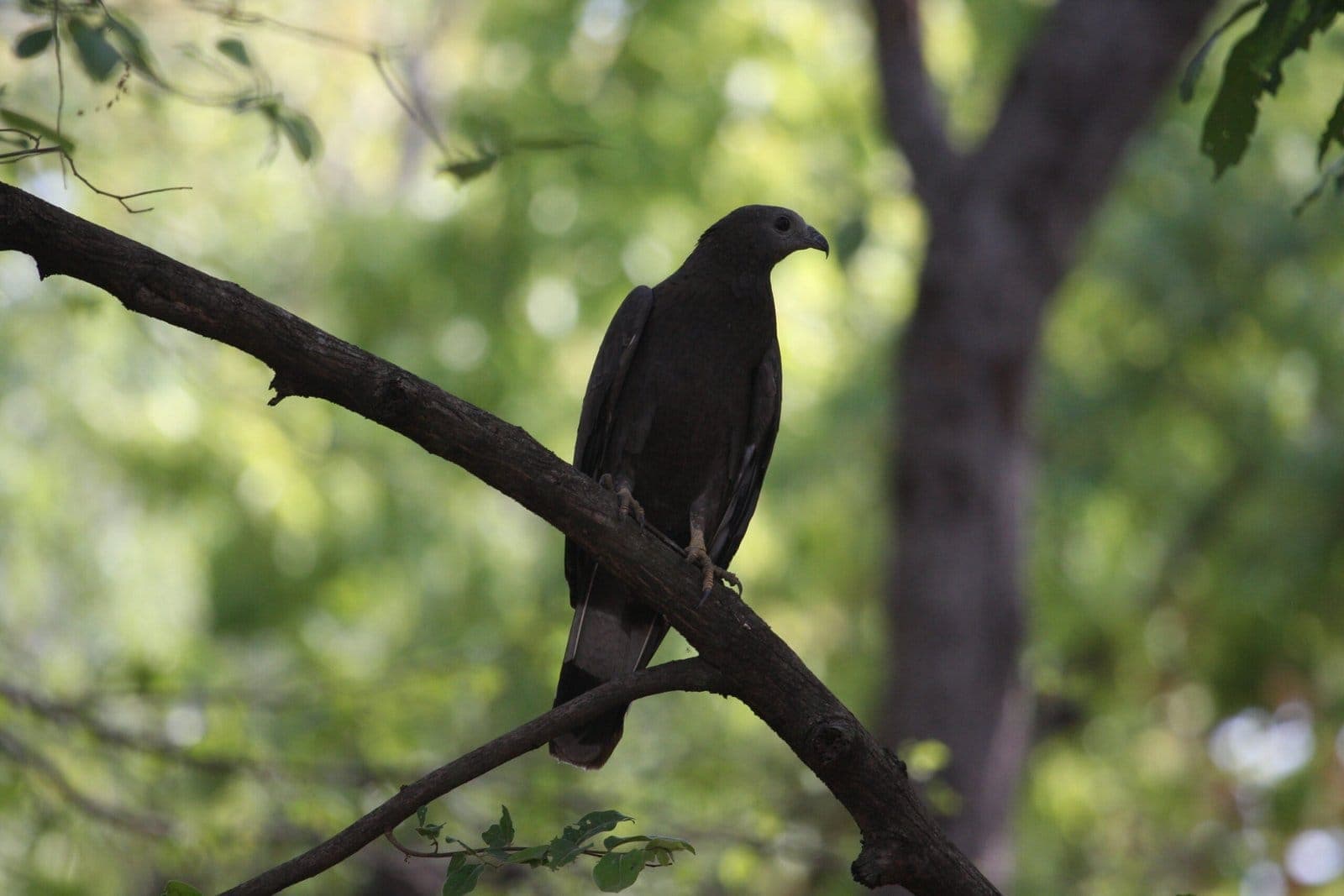 Raptor perched in the forest canopy, Pilibhit Tiger Reserve
