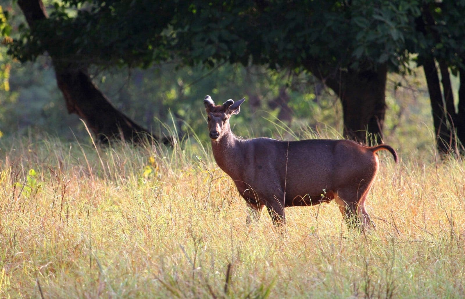Deer standing in golden grassland, Satpura Tiger Reserve