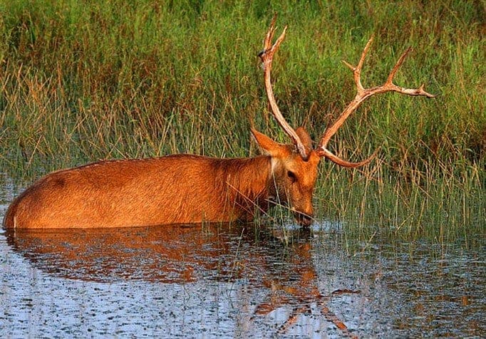 Barasingha stag wading through a marsh