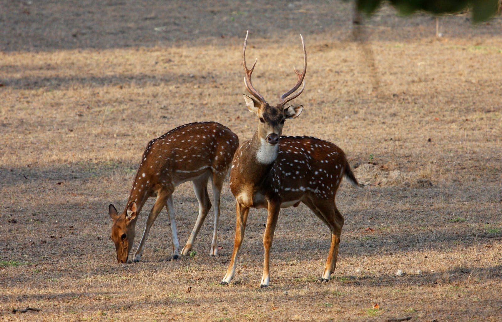 Chital stag and fawn in Kanha National Park