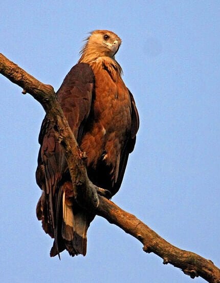 Tadoba Andhari Tiger Reserve