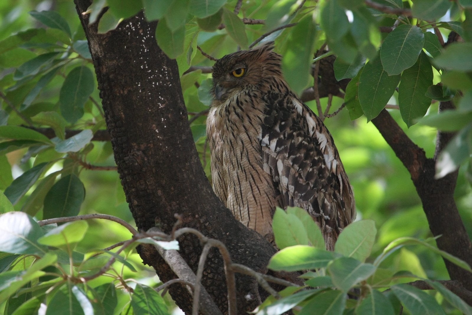 Bandhavgarh National Park