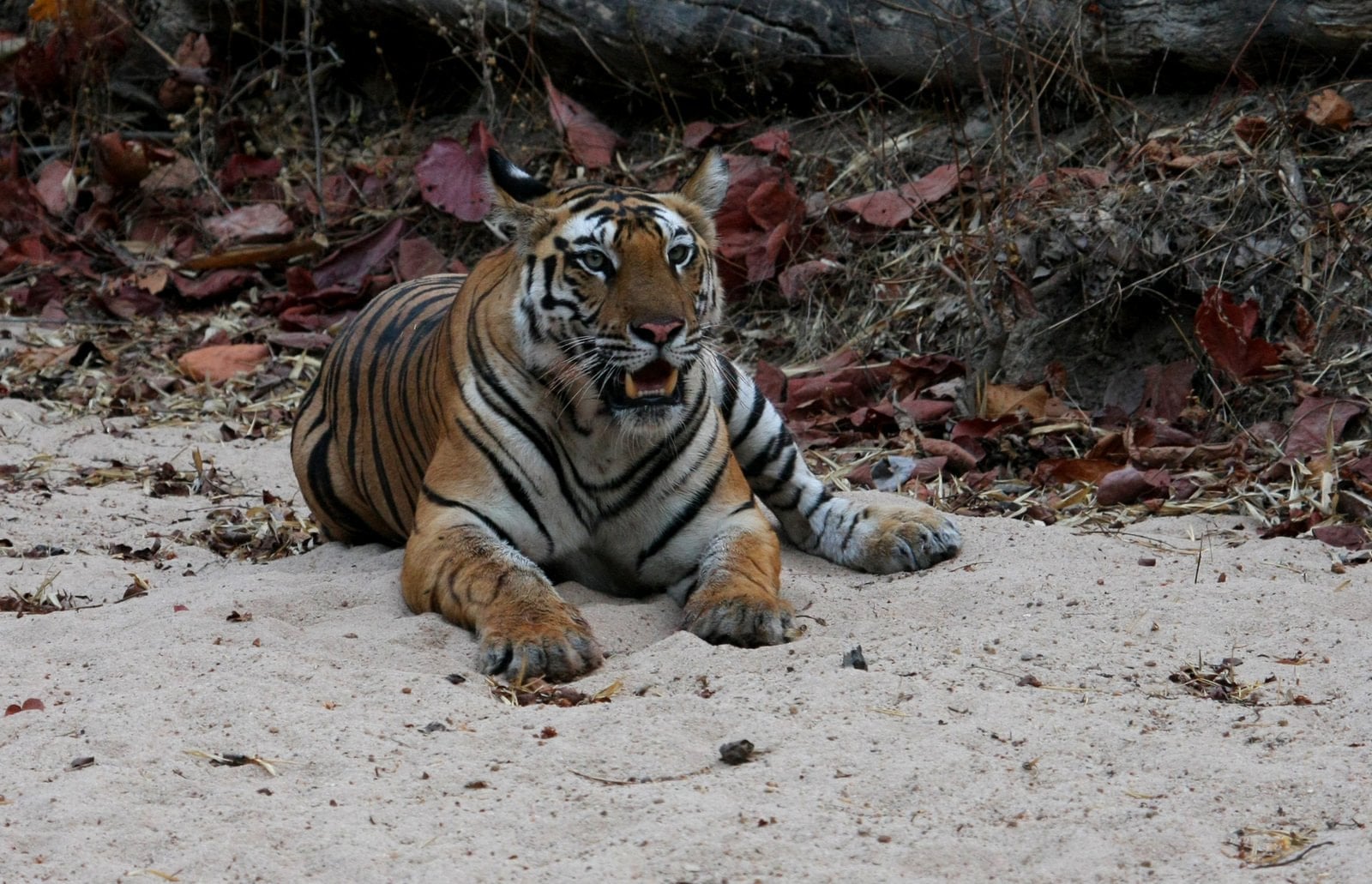 Tigress on a riverbed in Bandhavgarh National Park