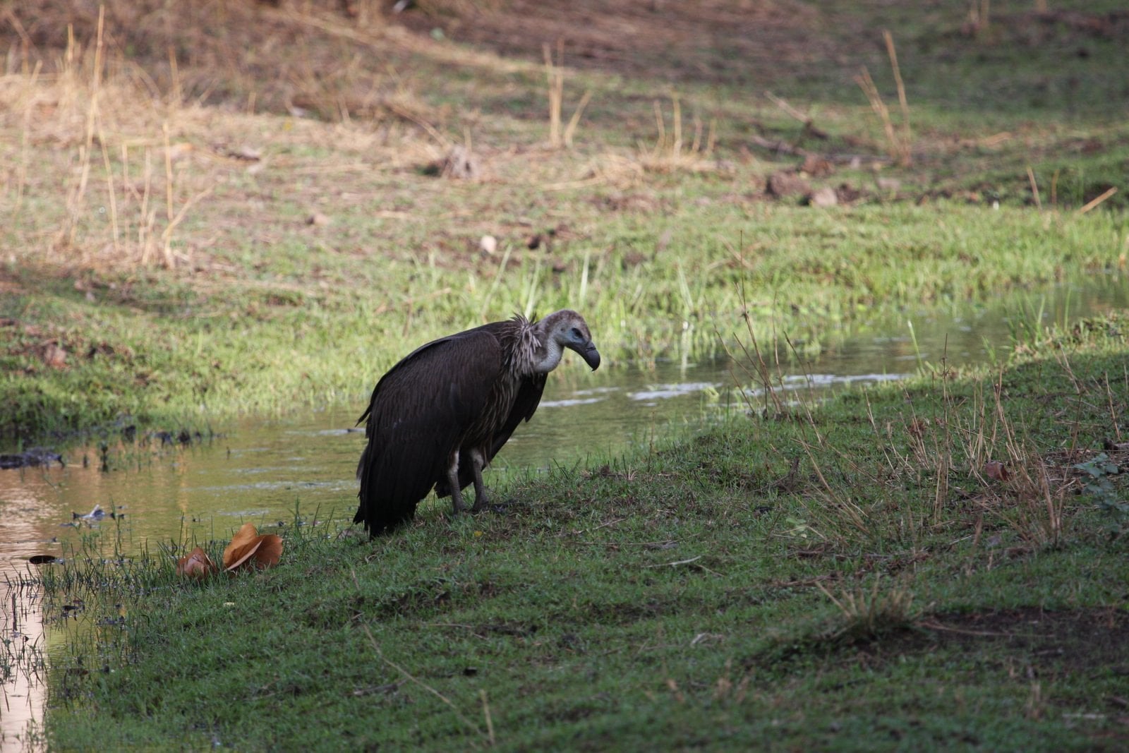 Dudhwa National Park / Kishanpur Wildlife Sanctuary