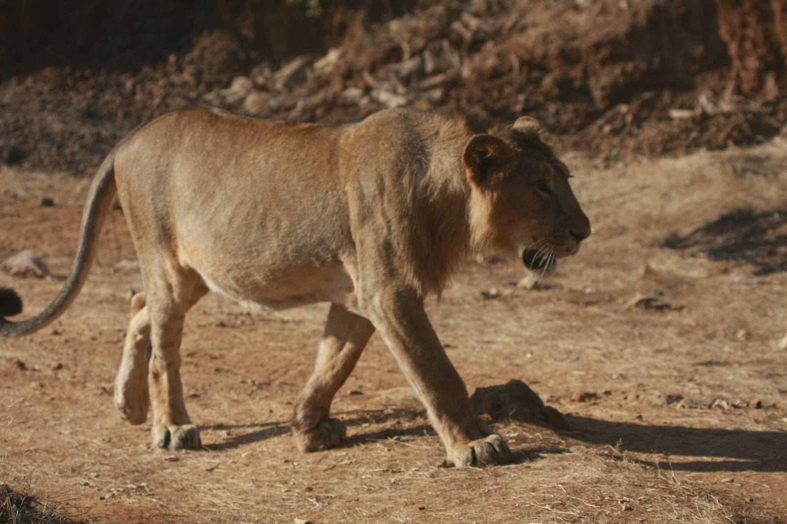 Asiatic lion in Gir National Park