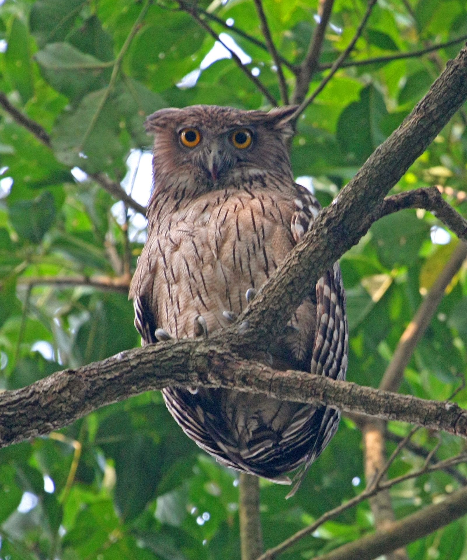 Jim Corbett National Park