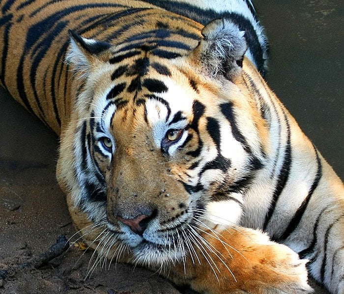 Jim Corbett National Park