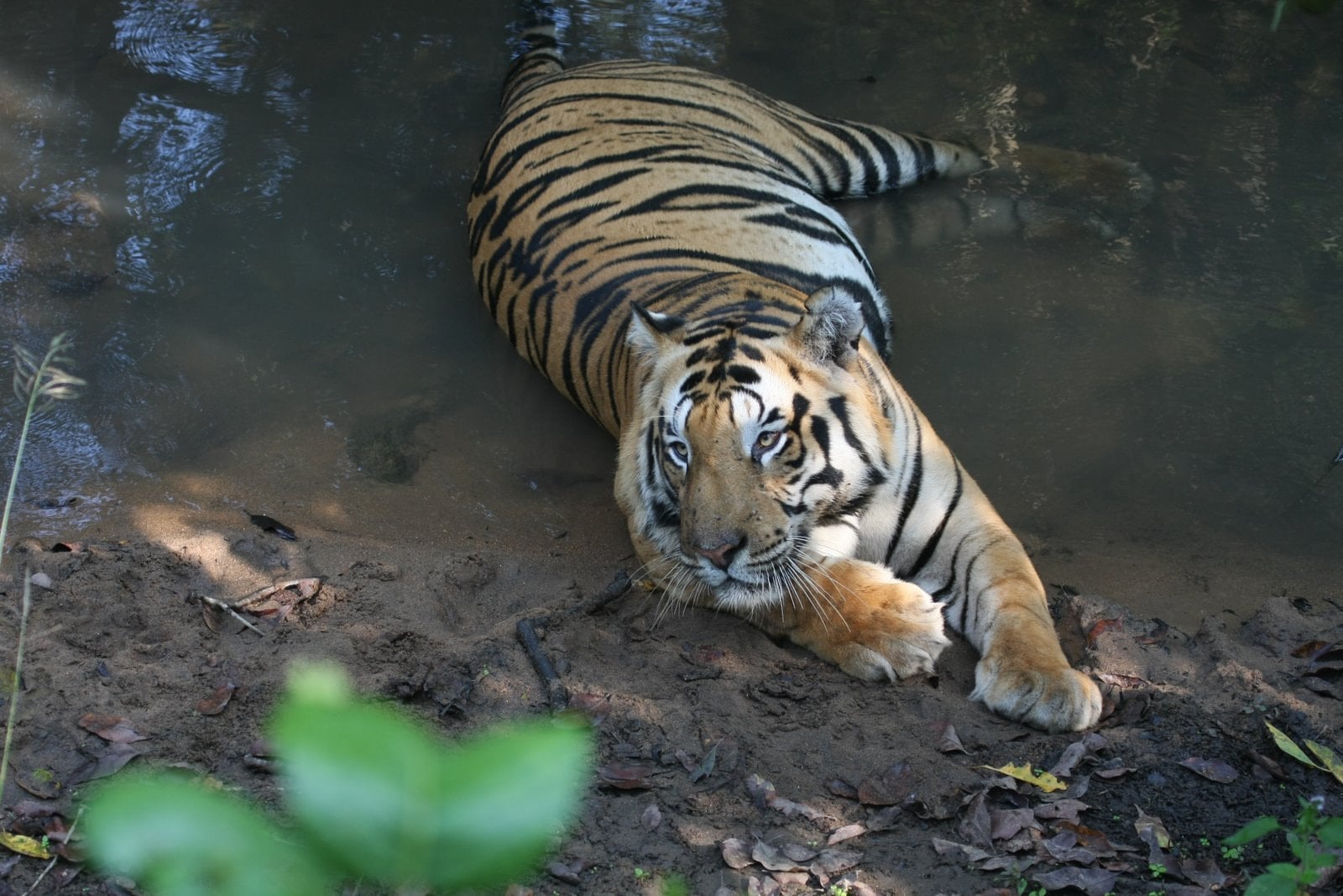 Kanha National Park