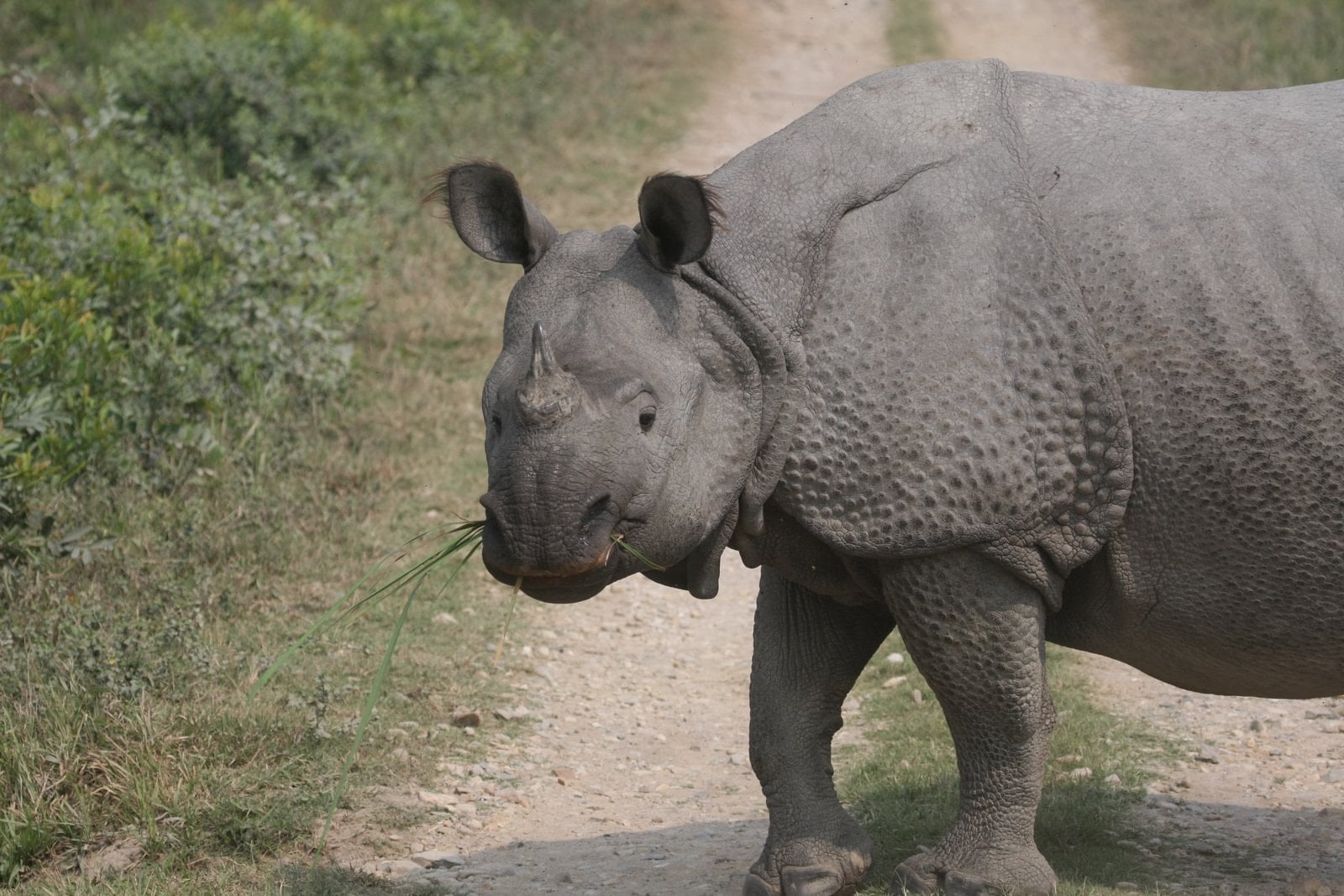 Kaziranga National Park