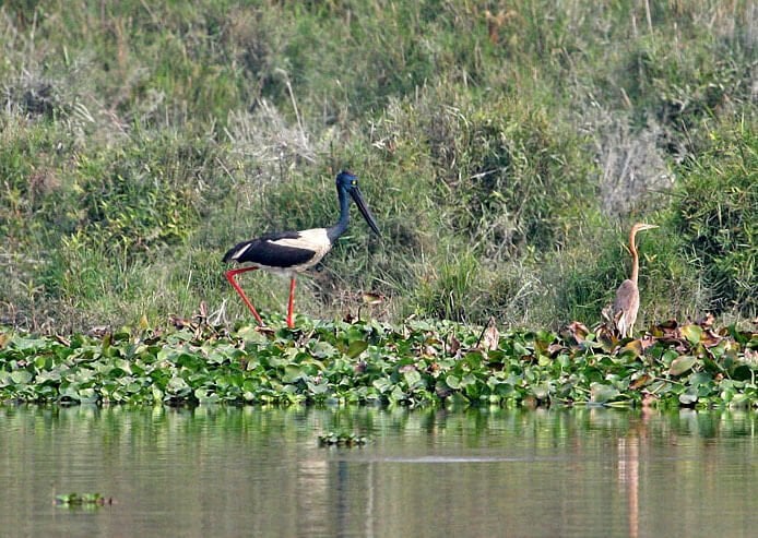 black necked stork