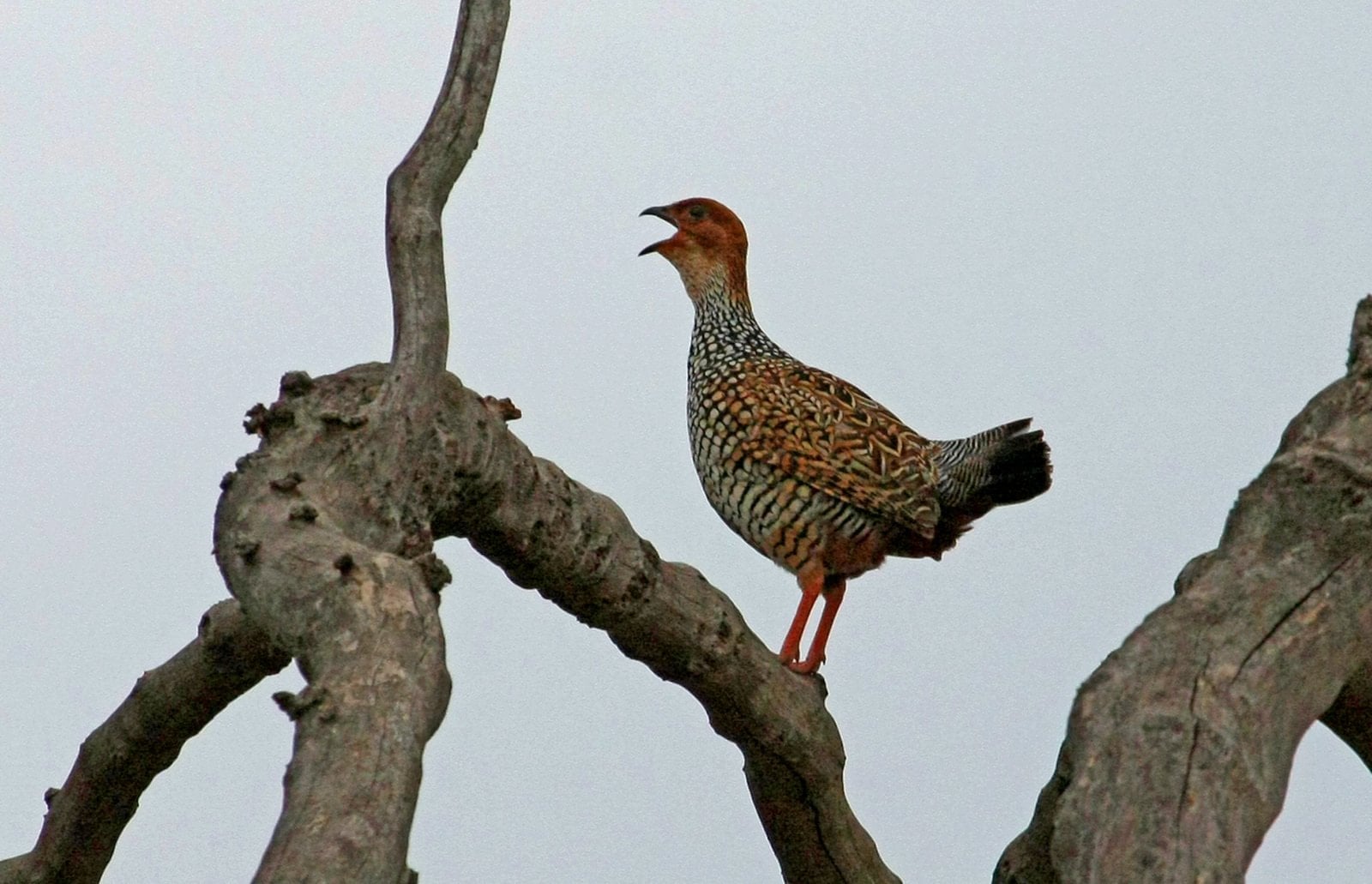 Panna National Park