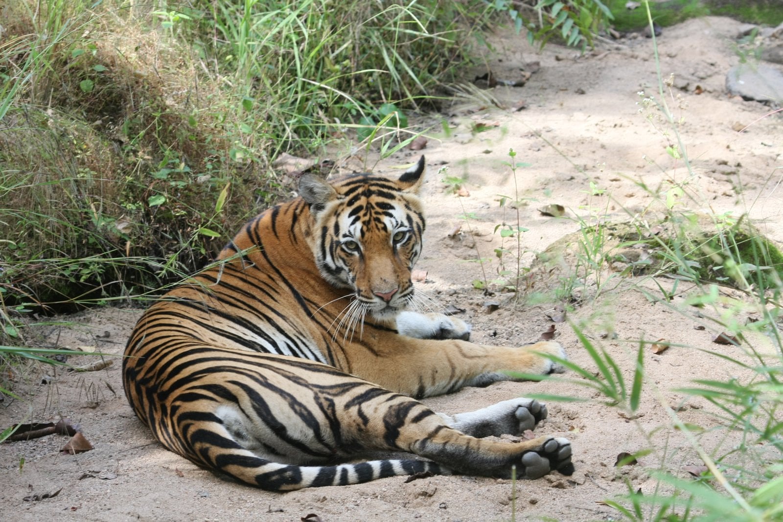 Panna National Park