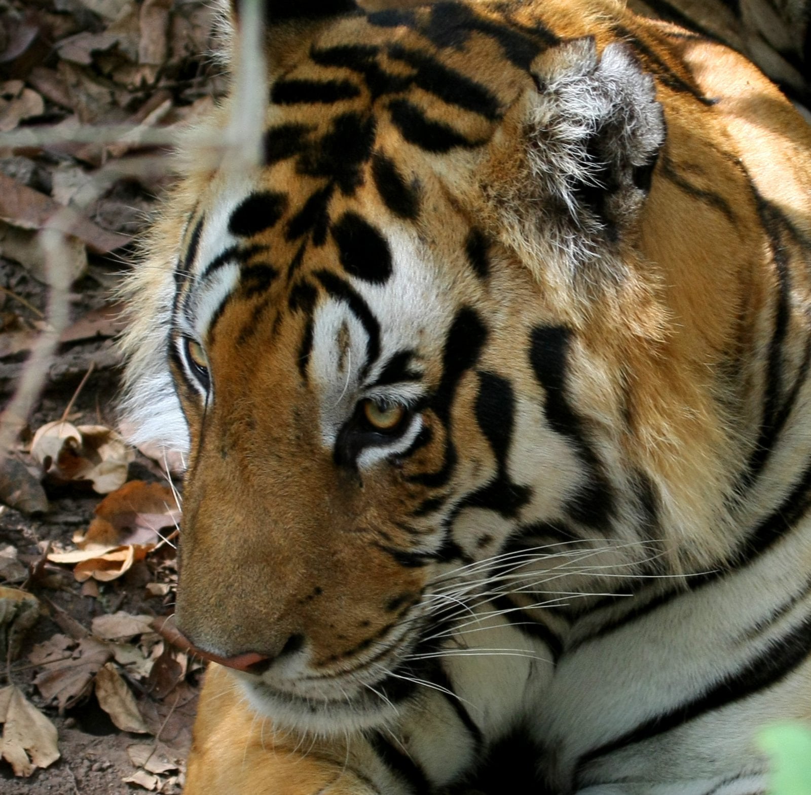 Satpura National Park