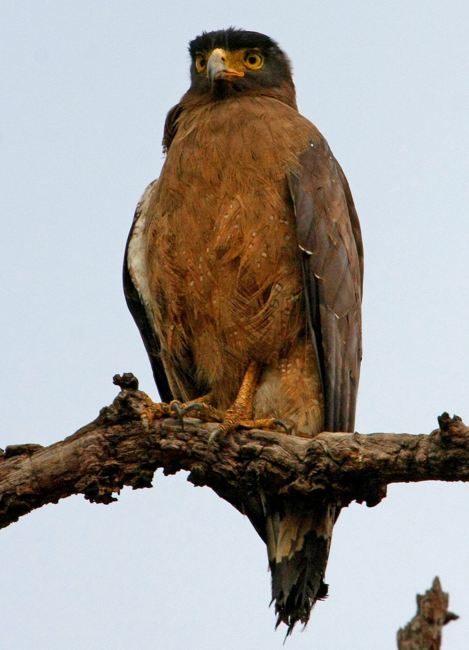 Tadoba Andhari Tiger Reserve