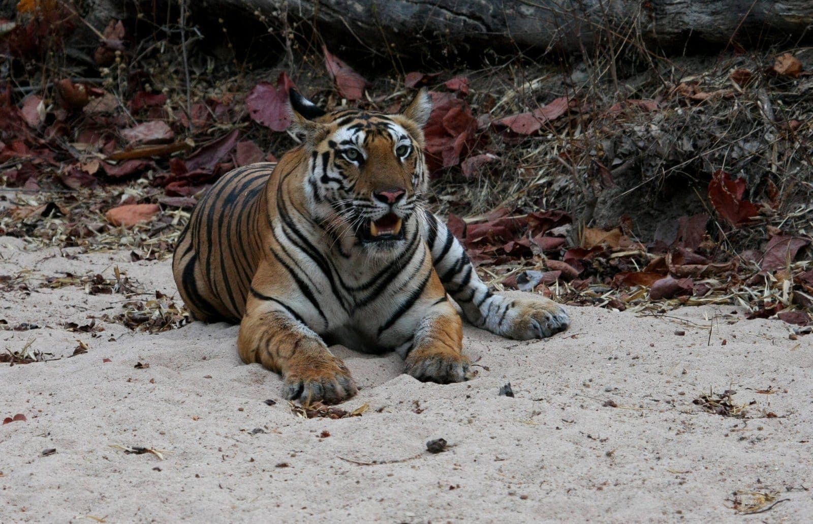 Tigress on a river bed in Bandhavgarh