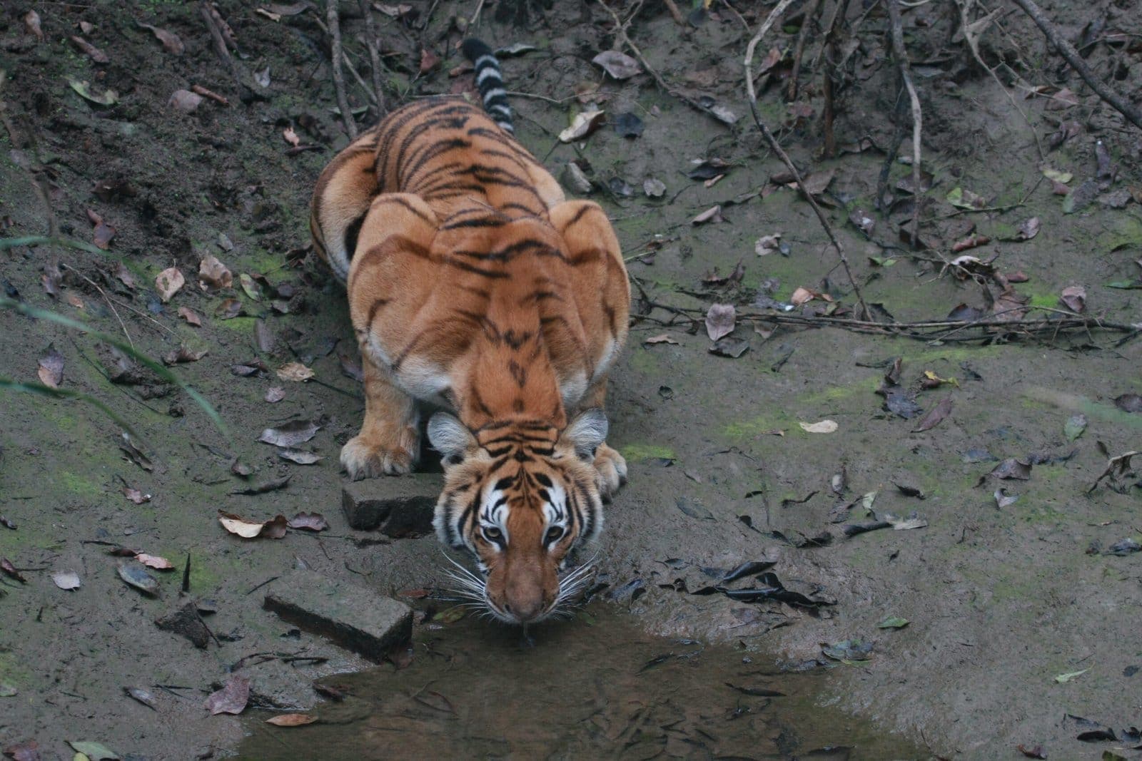 Tiger at a waterhole, Dudhwa National Park