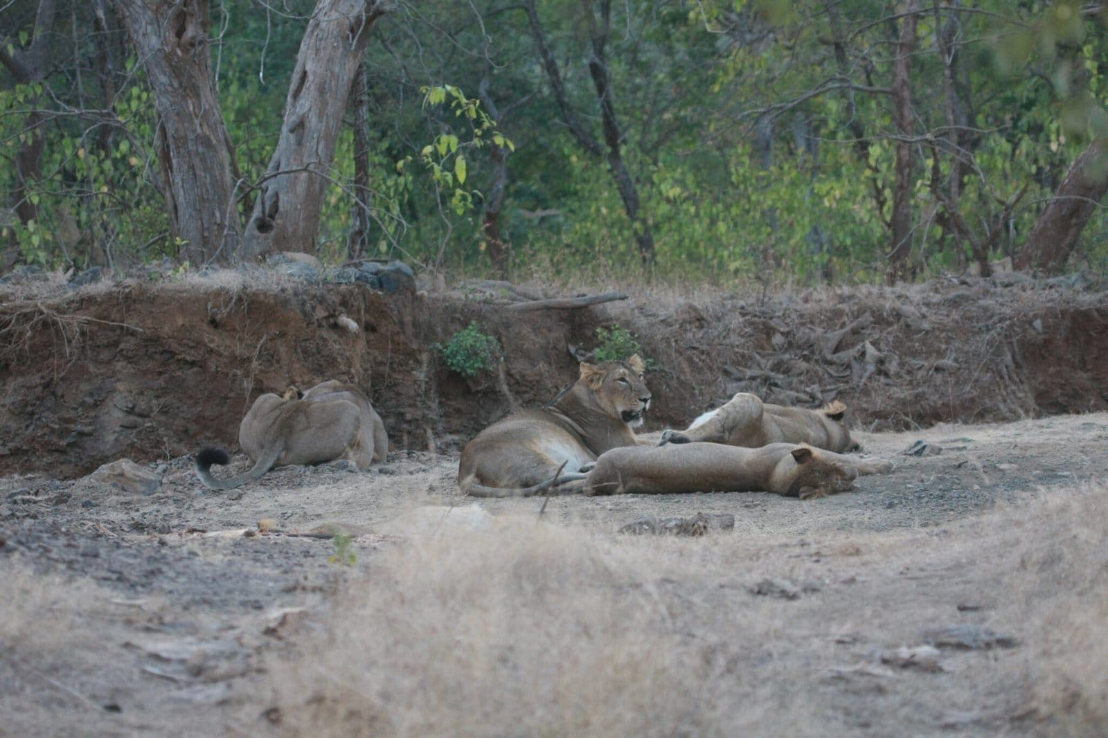 Asiatic lions resting on a dry river bank, Gir National Park