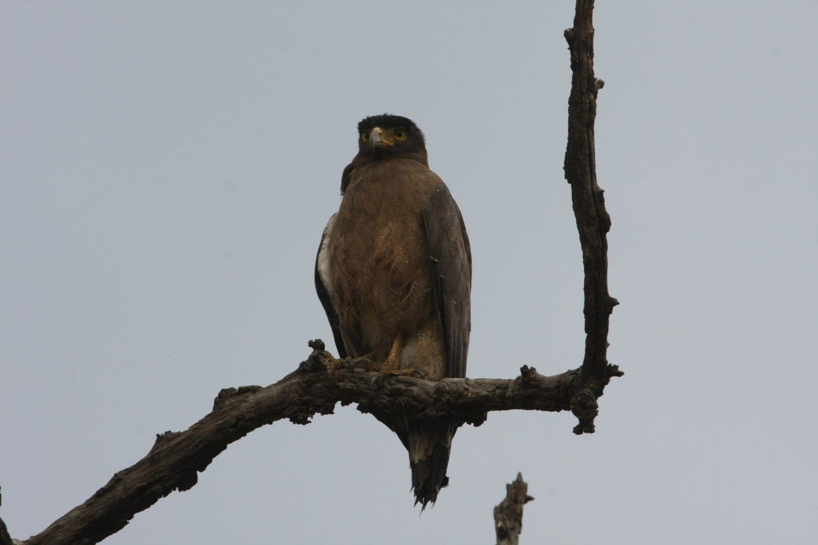 Eagle perched on a bare branch, Panna National Park