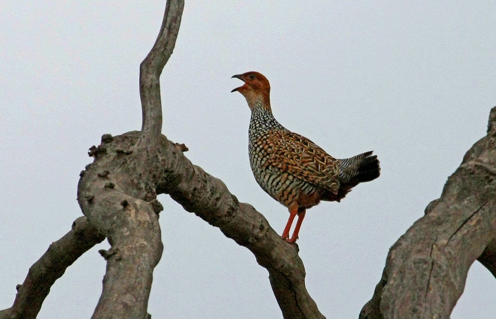 Spurfowl perched on a dead branch, Panna National Park