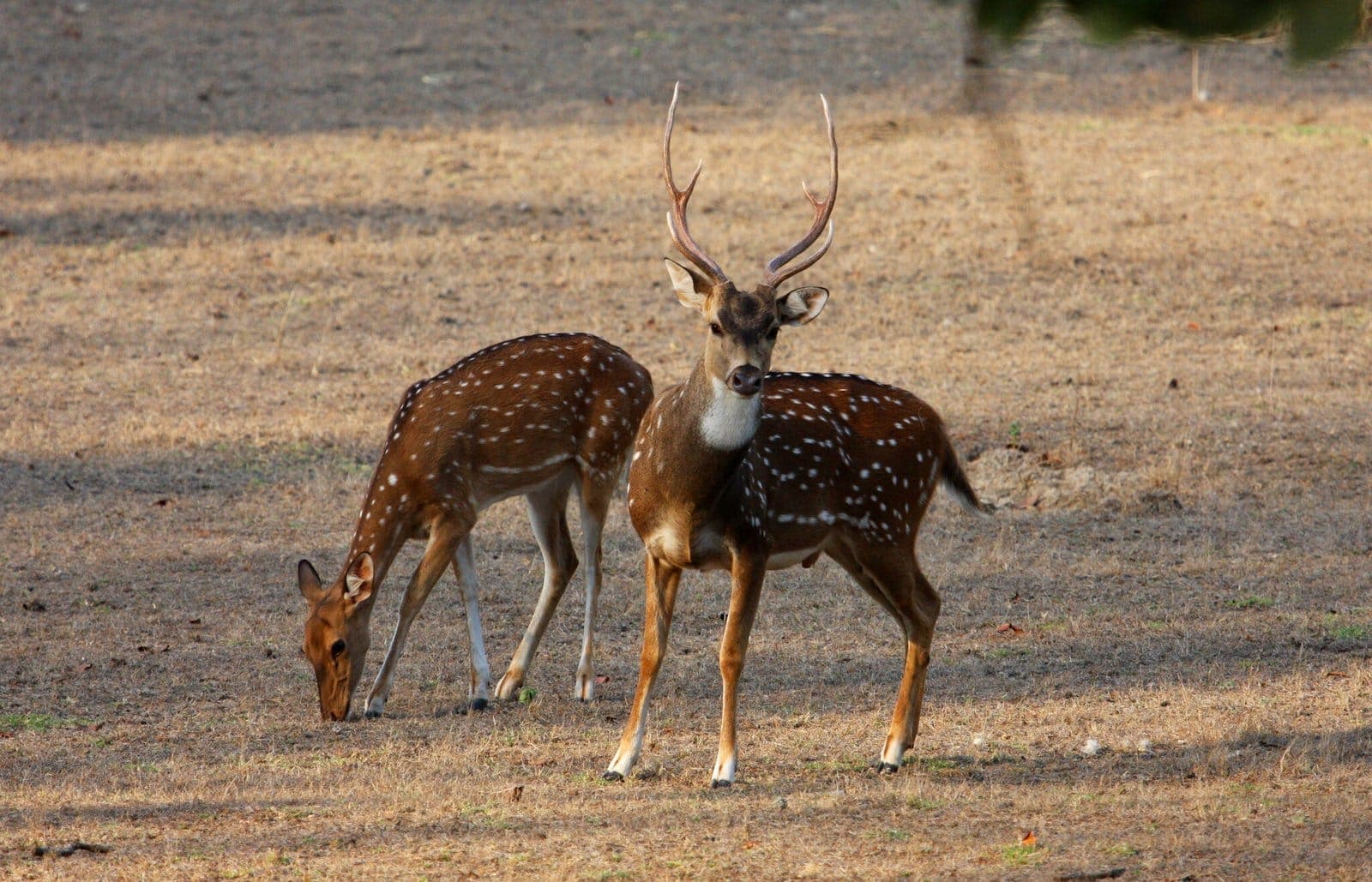 Chital stag and fawn, Ranthambore National Park