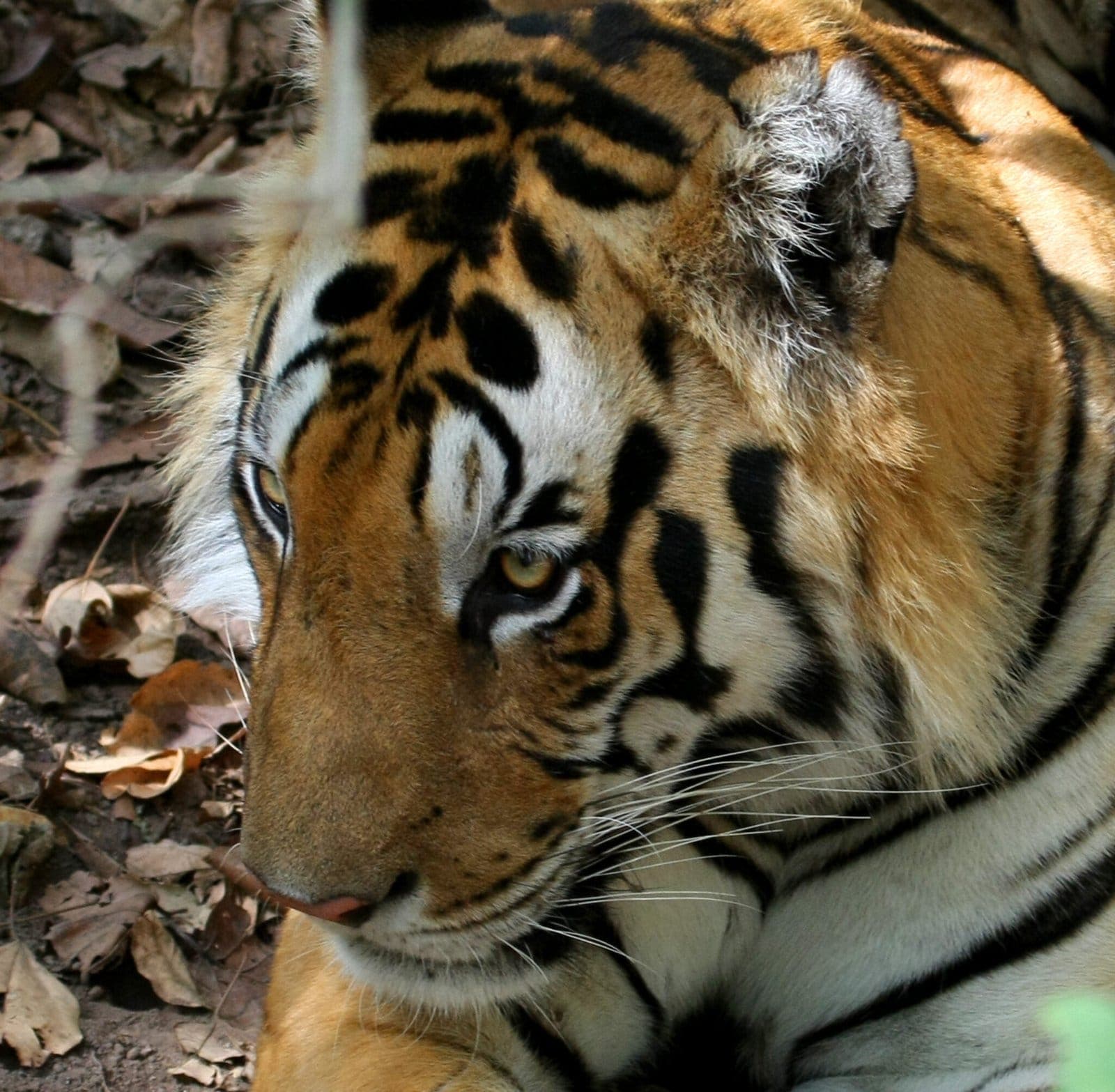 Close-up of a tiger, Satpura Tiger Reserve