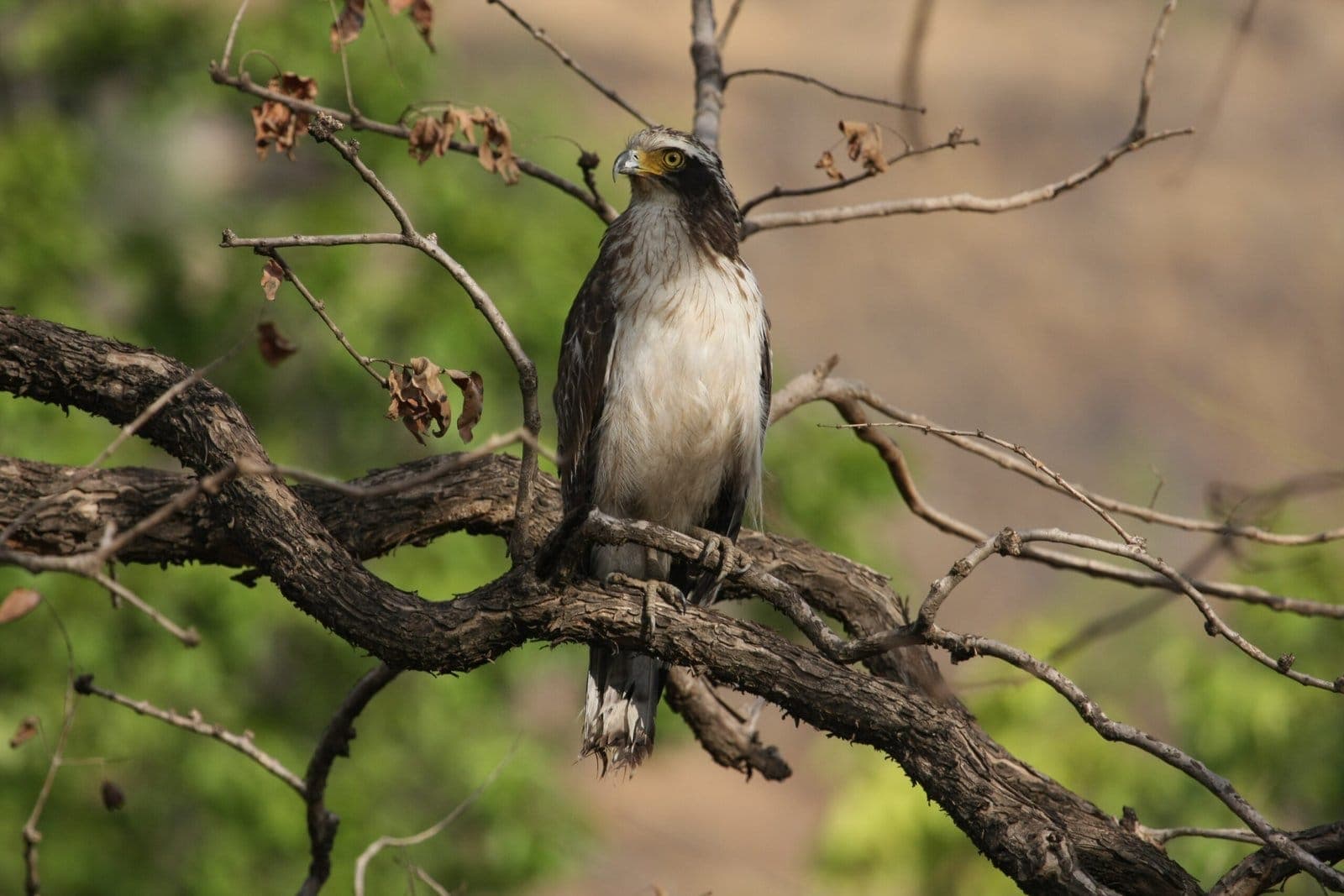 Raptor perched on a forest branch