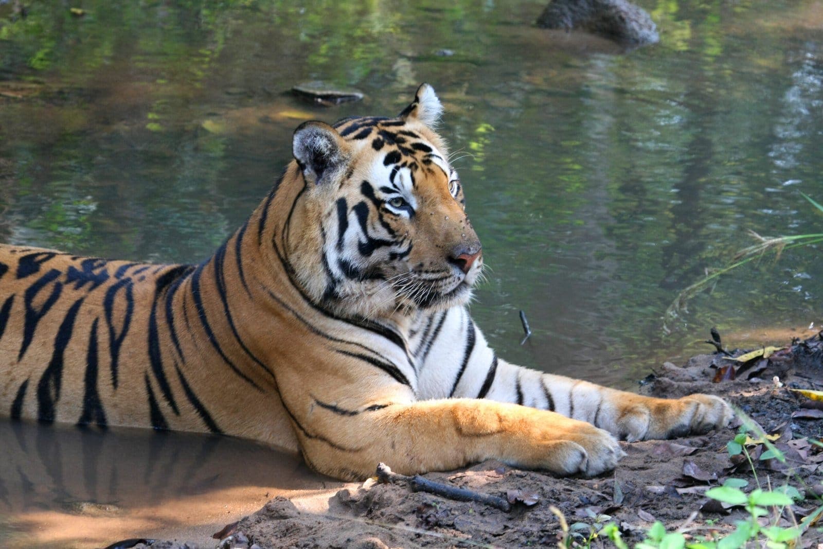 Tiger resting at the edge of a forest pool