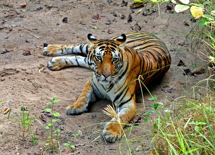 Ranthambore