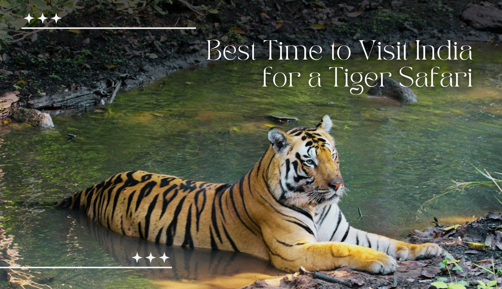 Best Time to Visit India for a Tiger Safari