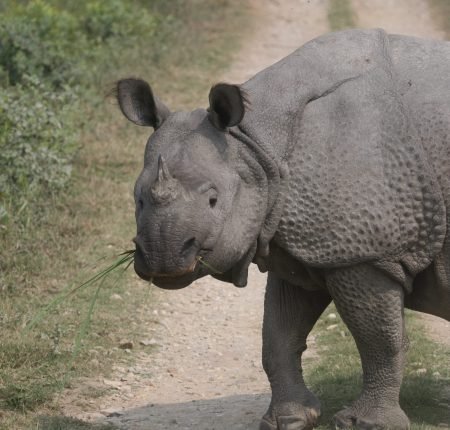 Kaziranga (2)