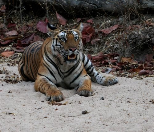 tigress on river bed in bandhavgarh